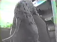 A scene from a classic animal sex film in which a K9 nails an elderly woman with golden hair